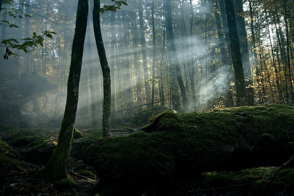 FilmSpecial ‘Reclaim Nature‘ mit dem Film: Der Wilde Wald – Natur Natur sein lassen